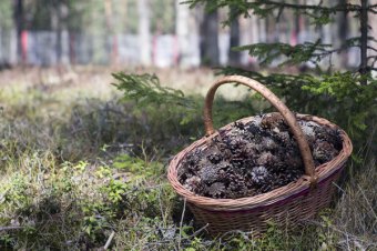 Лучше всего выбирать шишки самостоятельно - прямо в лесу Лучше всего выбирать шишки самостоятельно - прямо в лесу