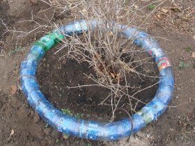 ограждение для кустарника из бутылок